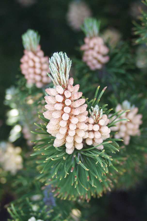 Mugo Pine